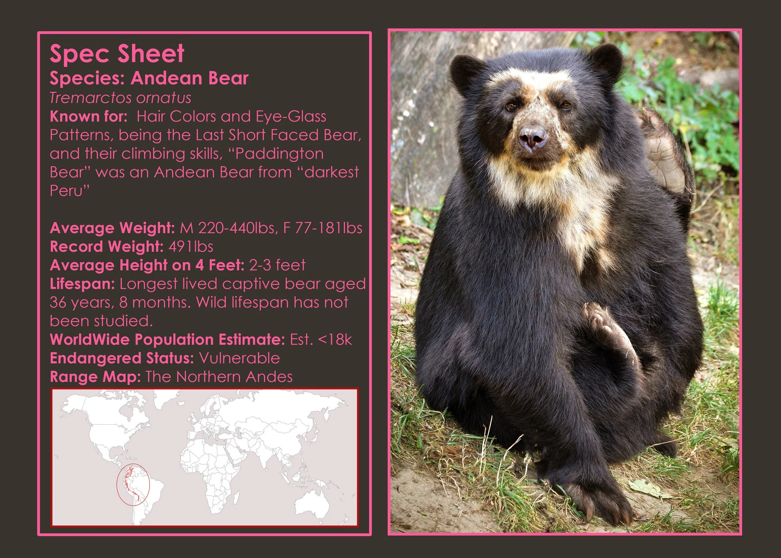 Bears: An Overview — Hanes Landing